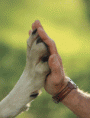 /album/kepgaleria/allatvedelem-gif/